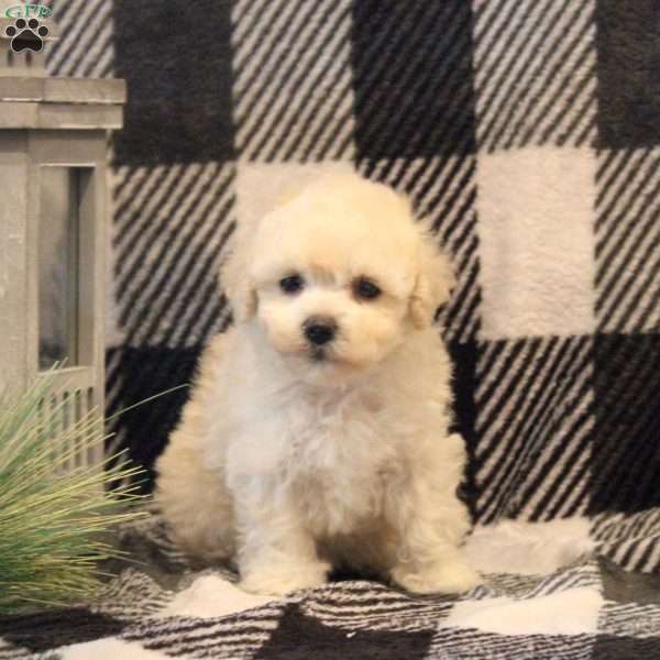 Molly, Maltipoo Puppy