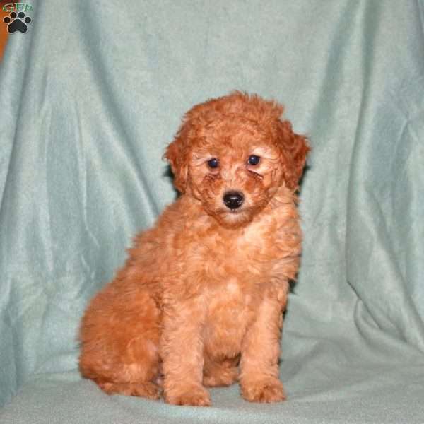 Molly, Cockapoo Puppy