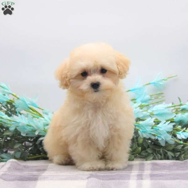 Molly, Maltipoo Puppy