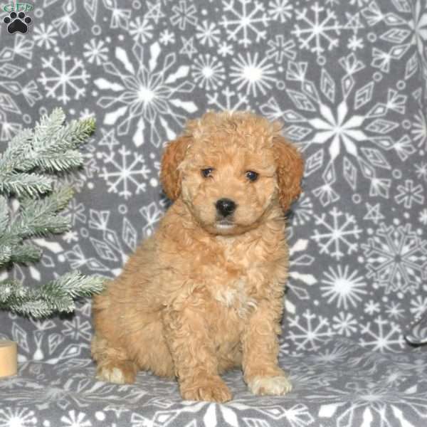 Molly, Mini Goldendoodle Puppy