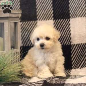 Molly, Maltipoo Puppy