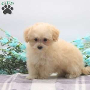 Molly, Maltipoo Puppy