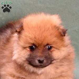 Molly, Pomeranian Puppy