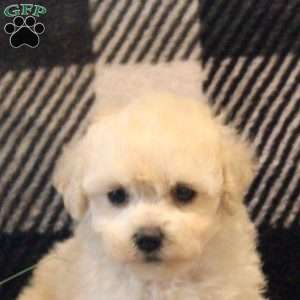 Molly, Maltipoo Puppy