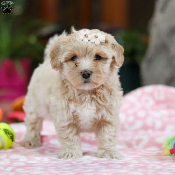 Monica, Maltipoo Puppy