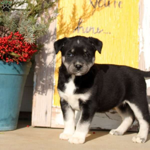 Monica, Siberian Husky Mix Puppy