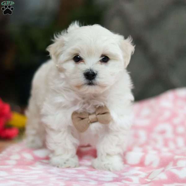 Monty, Maltipoo Puppy