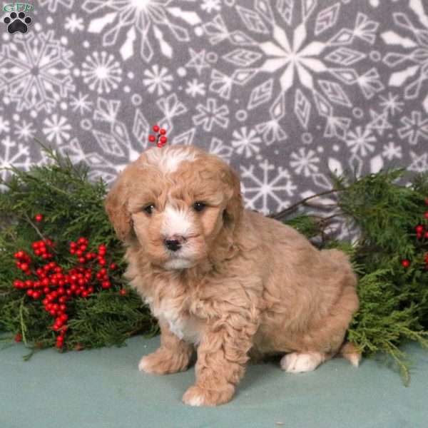 Monty, Mini Goldendoodle Puppy