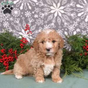 Monty, Mini Goldendoodle Puppy