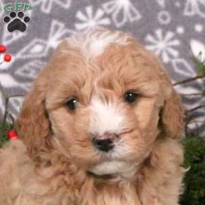 Monty, Mini Goldendoodle Puppy