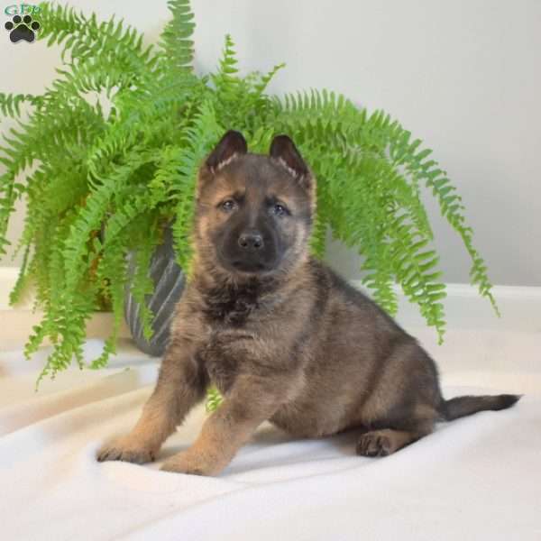 Moose, German Shepherd Puppy