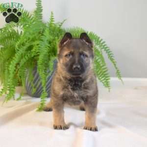 Moose, German Shepherd Puppy