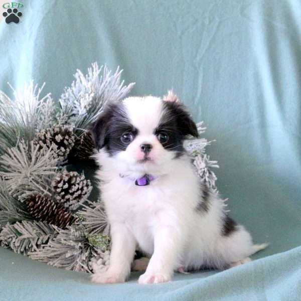 Morris, Japanese Chin Puppy