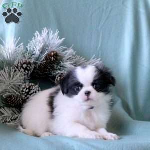 Morris, Japanese Chin Puppy