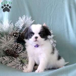 Morris, Japanese Chin Puppy