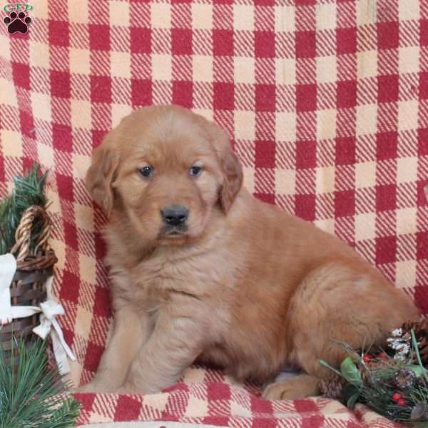 Moses, Golden Retriever Puppy