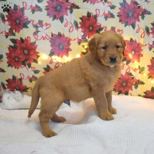 Moses, Golden Retriever Puppy