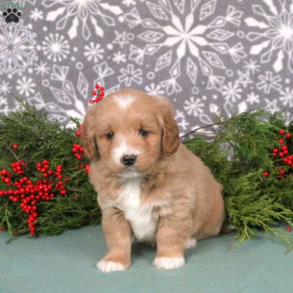 Mouse, Mini Goldendoodle Puppy