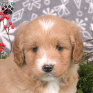 Mouse, Mini Goldendoodle Puppy