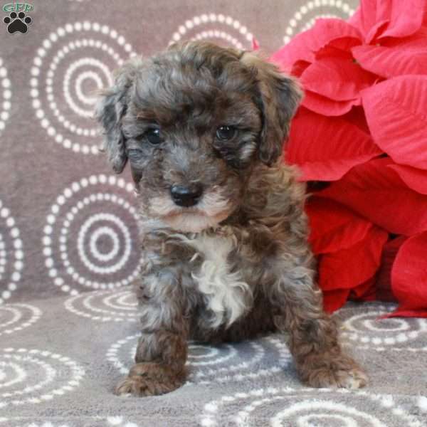 Moxie, Miniature Poodle Puppy