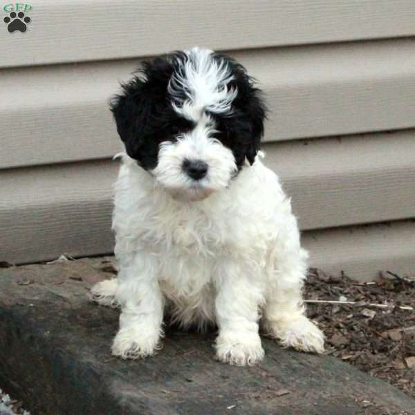 Moxie, Mini Goldendoodle Puppy