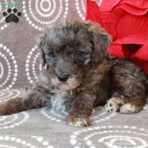 Moxie, Miniature Poodle Puppy