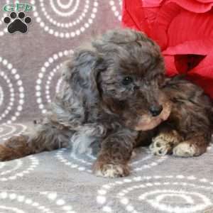 Moxie, Miniature Poodle Puppy