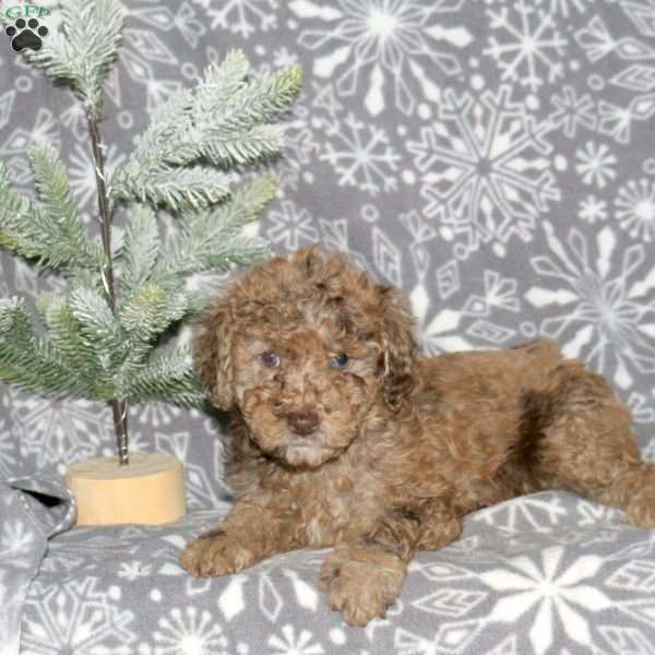 Muffin, Mini Goldendoodle Puppy