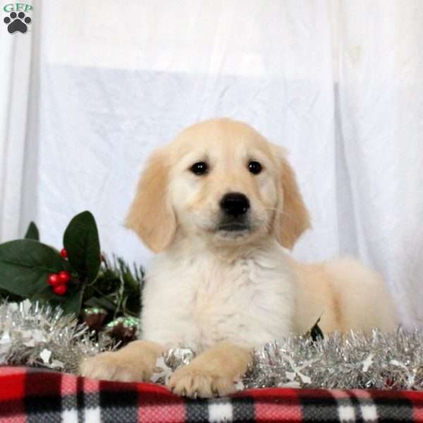 Murphy, Golden Retriever Puppy