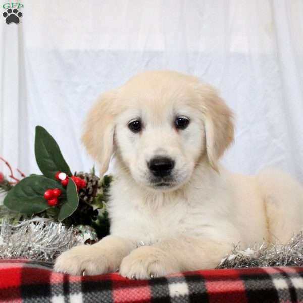 Mylie, Golden Retriever Puppy