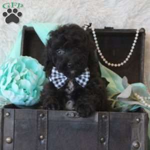 Myran, Miniature Poodle Puppy