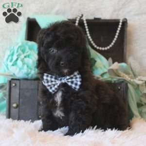 Myran, Miniature Poodle Puppy