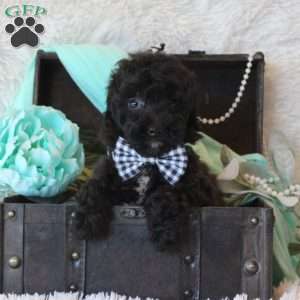 Myran, Miniature Poodle Puppy