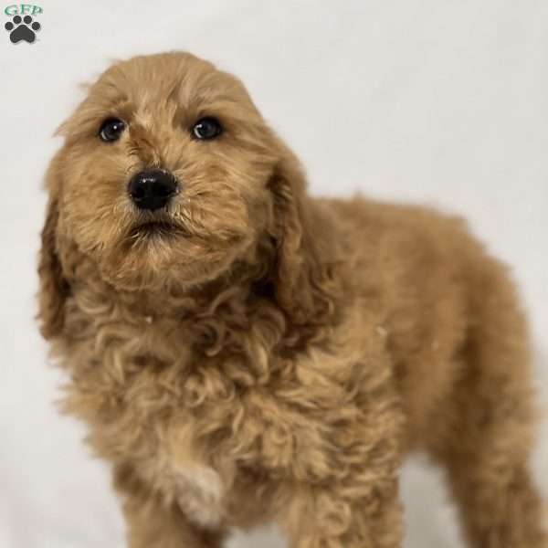 Nacho, Mini Goldendoodle Puppy