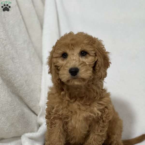 Nadine, Mini Goldendoodle Puppy