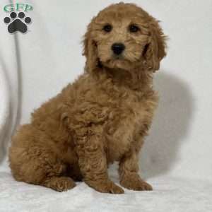 Nadine, Mini Goldendoodle Puppy