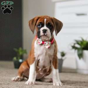 Nancy, Boxer Puppy