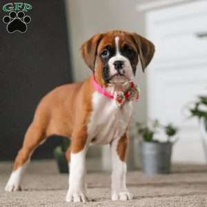 Nancy, Boxer Puppy