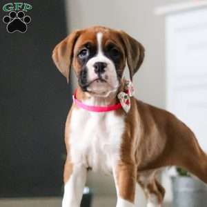 Nancy, Boxer Puppy