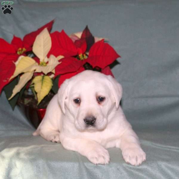 Nancy, Yellow Labrador Retriever Puppy