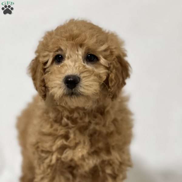 Nancy, Mini Goldendoodle Puppy