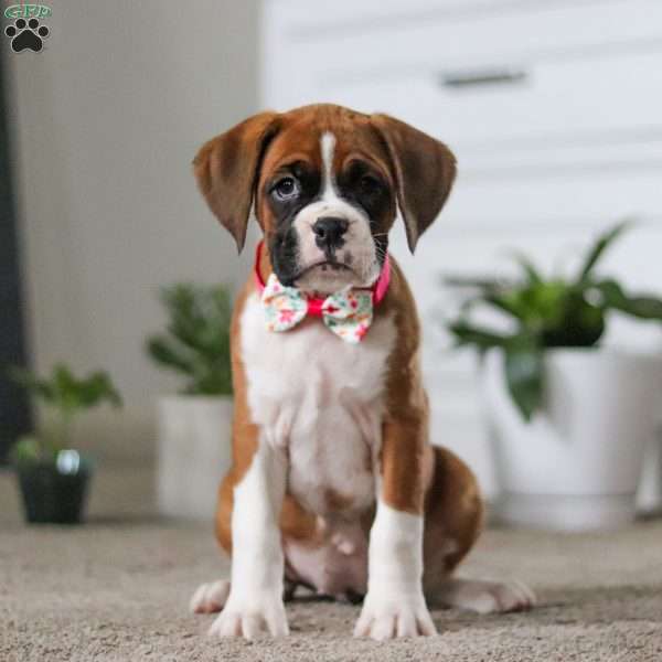 Nancy, Boxer Puppy