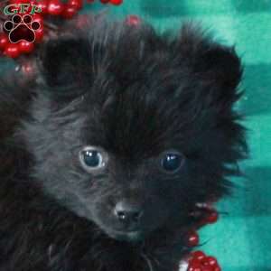 Naomi, Pomeranian Puppy