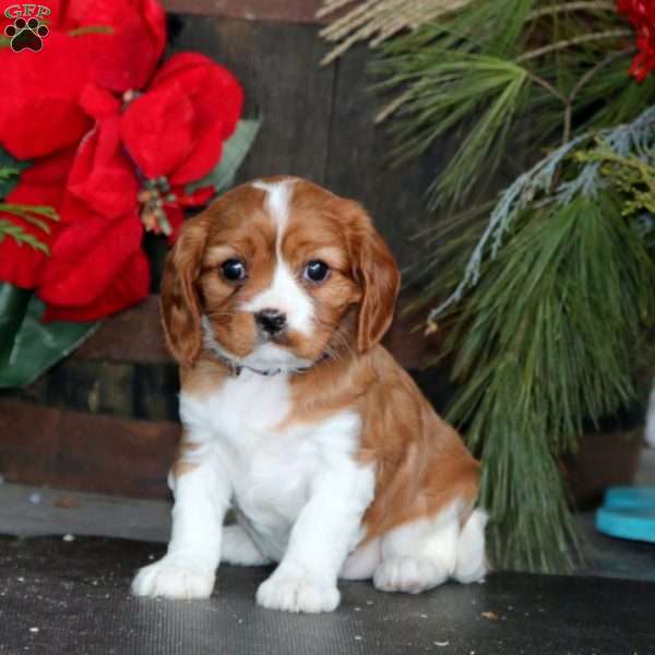 Naomi, Cavalier King Charles Spaniel Puppy