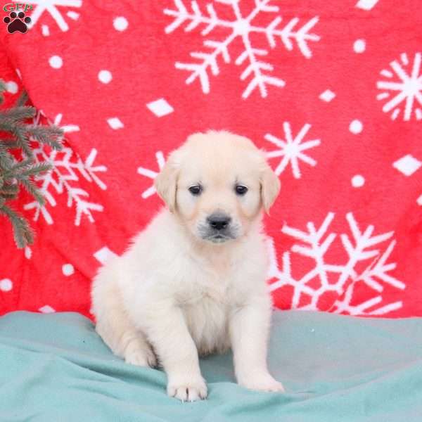 Nash, English Cream Golden Retriever Puppy