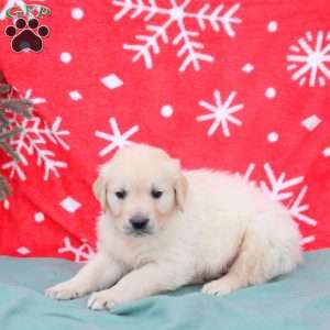 Nash, English Cream Golden Retriever Puppy