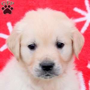 Nash, English Cream Golden Retriever Puppy