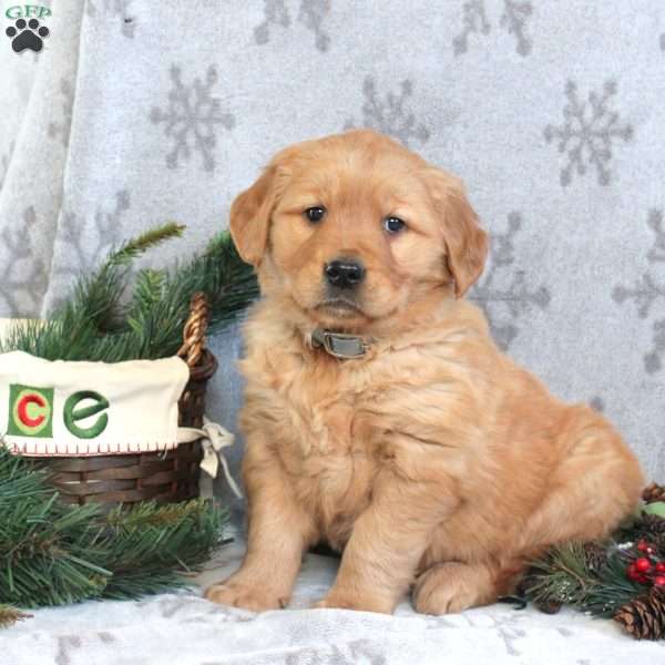 Natalie, Golden Retriever Puppy