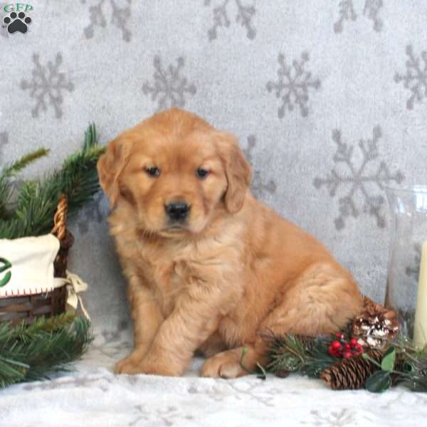 Natasha, Golden Retriever Puppy