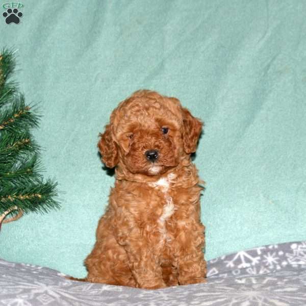 Nate, Cavapoo Puppy